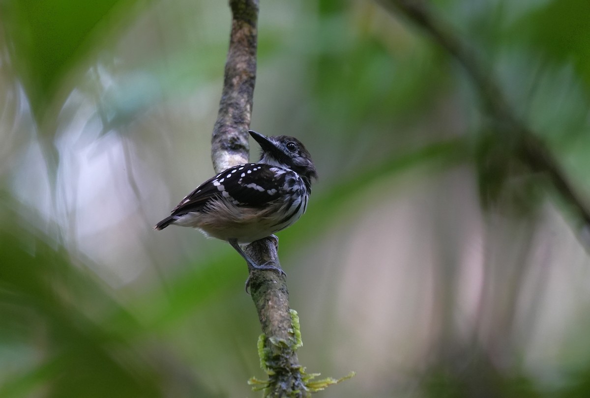 Hormiguero Lomipunteado - ML647296261