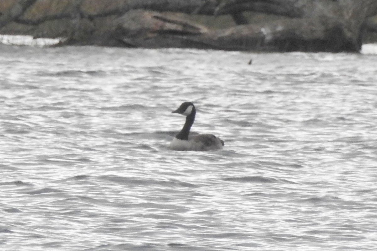 カナダガン - ML647296277