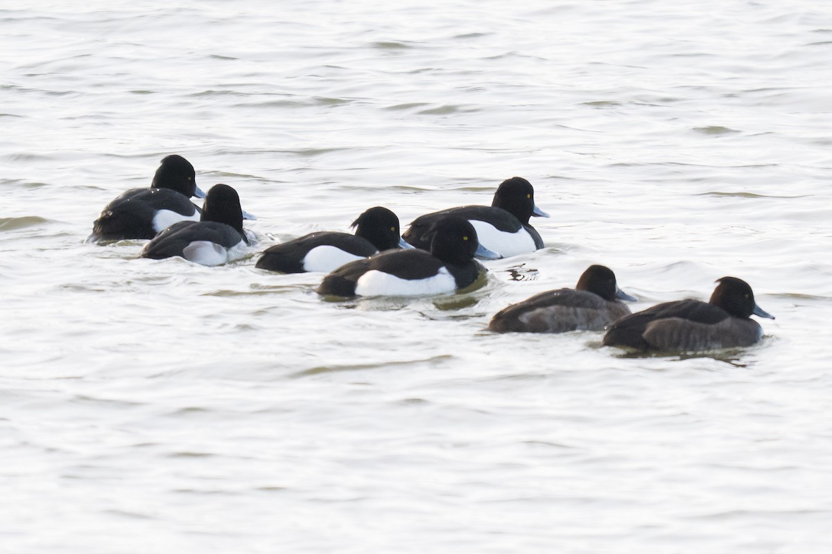 Reiherente - ML647296278