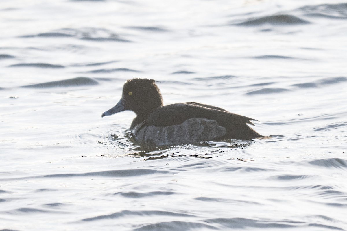 Reiherente - ML647296279