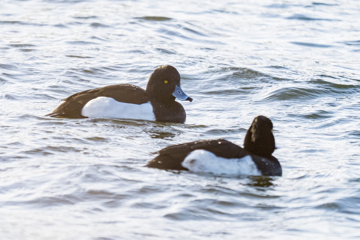 Reiherente - ML647296280