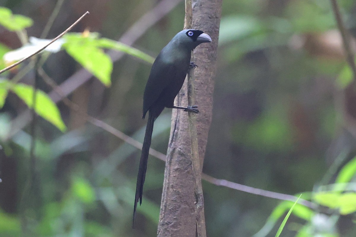 クロラケットオナガ - ML647296281