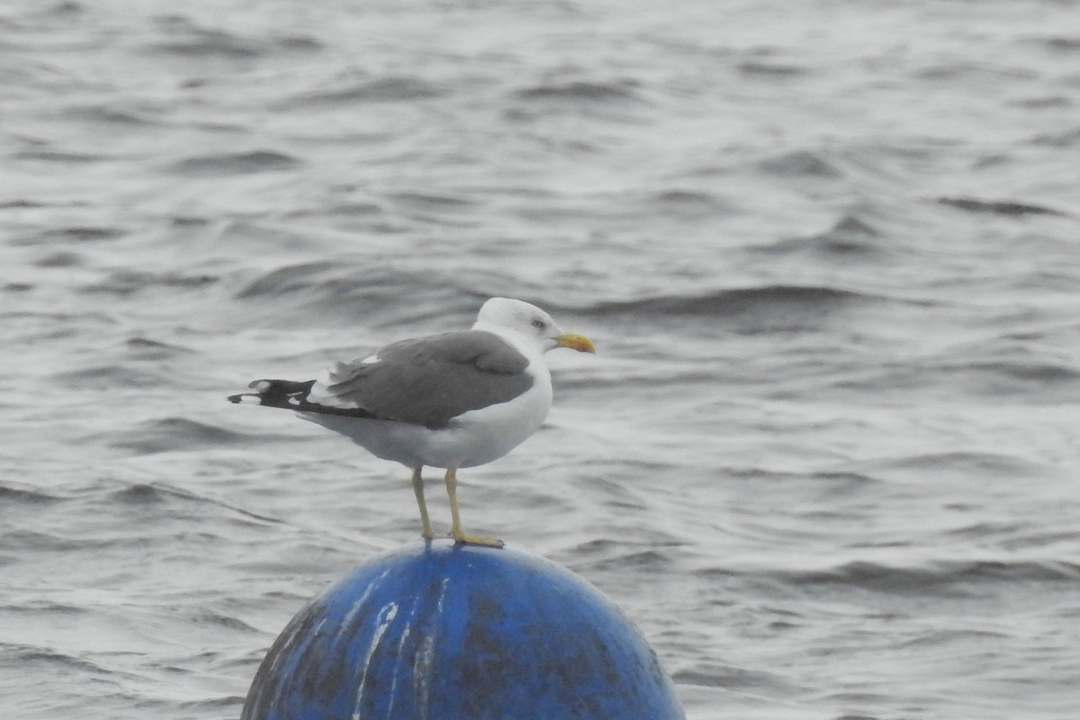 ニシセグロカモメ - ML647296286