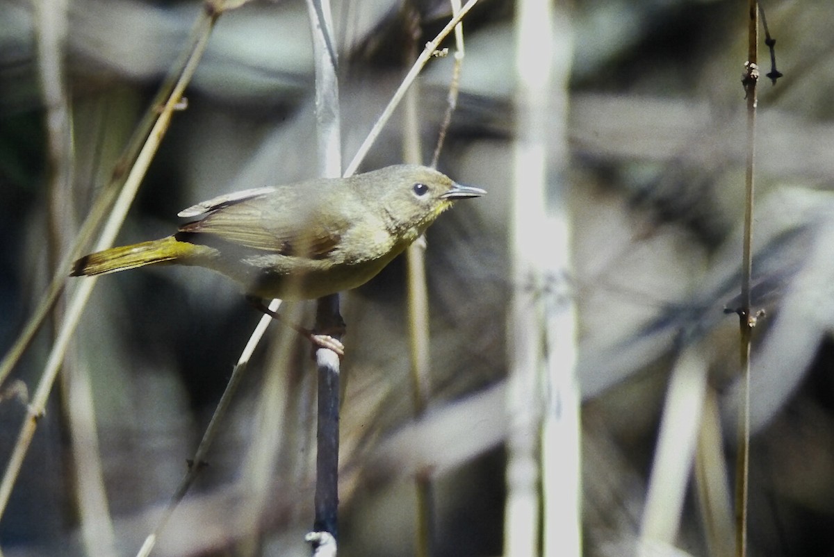 Common Yellowthroat - ML647296287