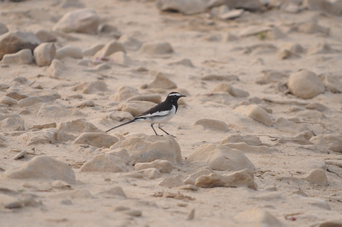 Lavandera India - ML647296297