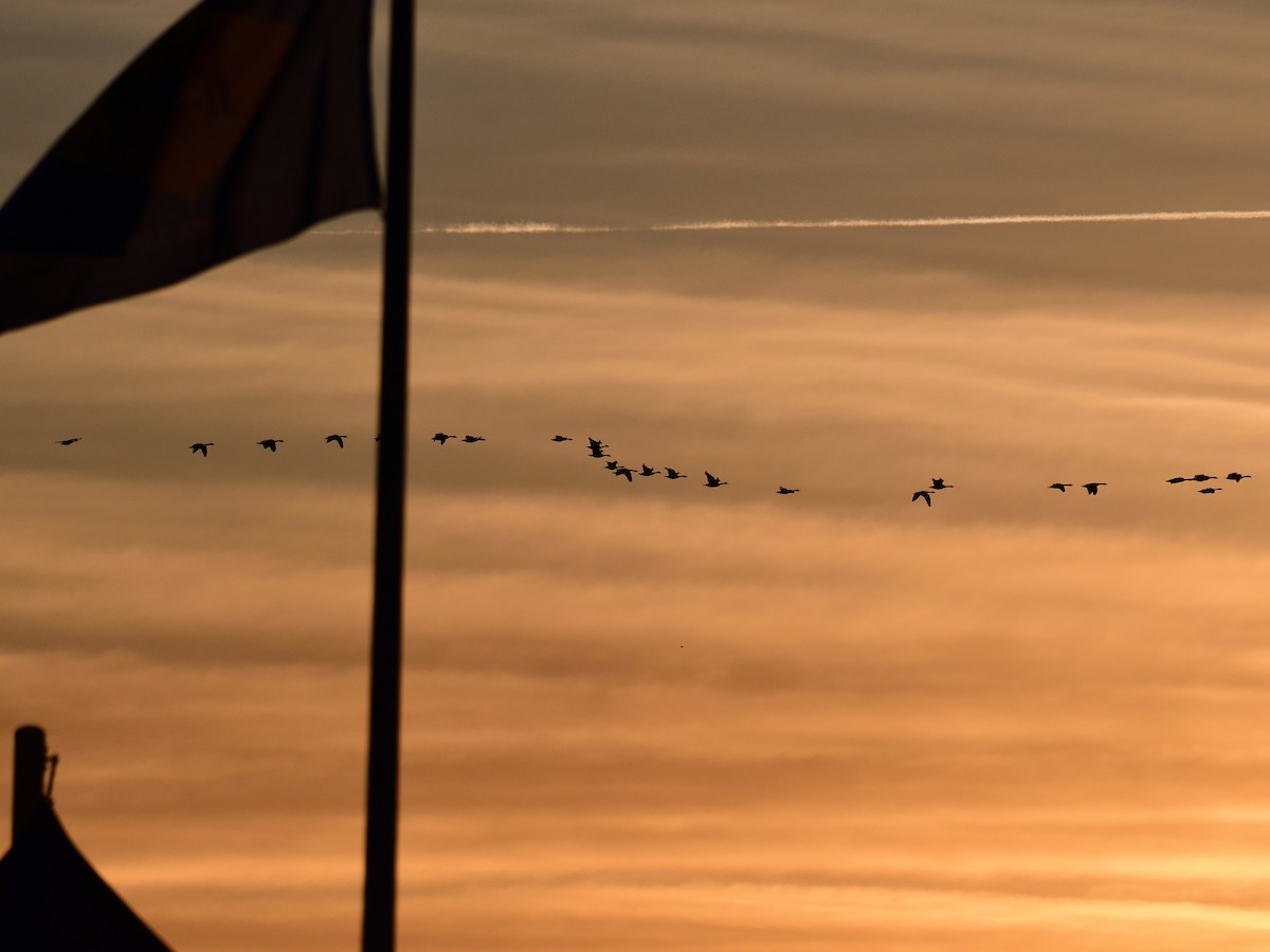 カナダガン - ML647296309