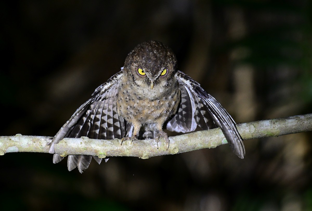 Andaman İshakkuşu - ML647296317