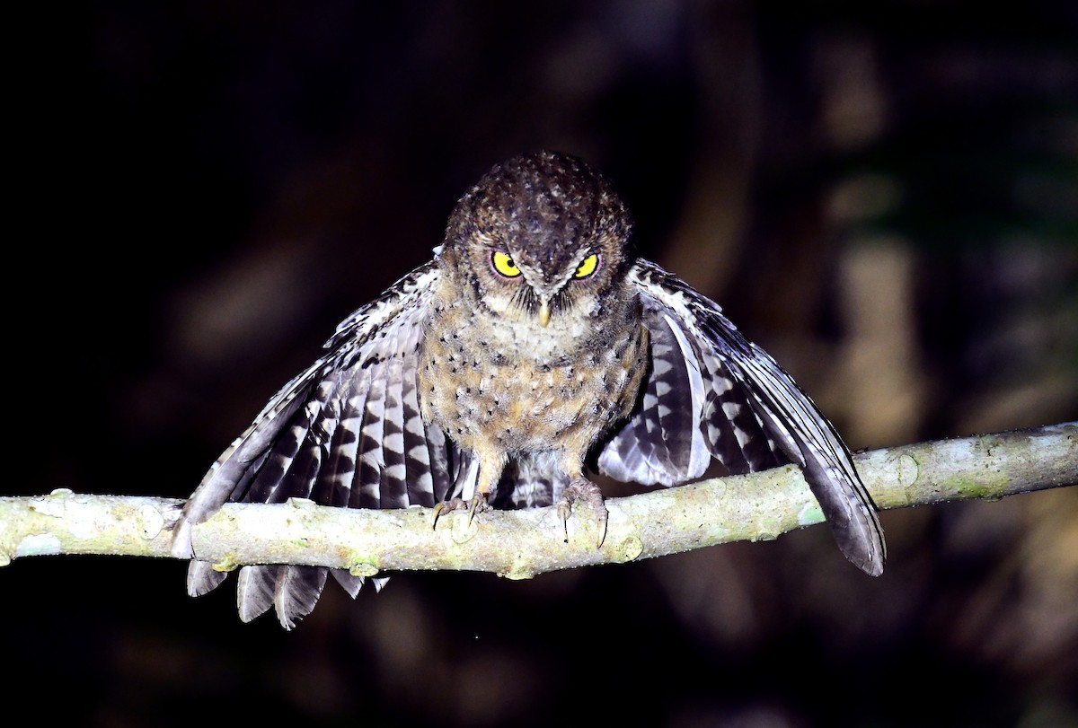 Andaman İshakkuşu - ML647296318