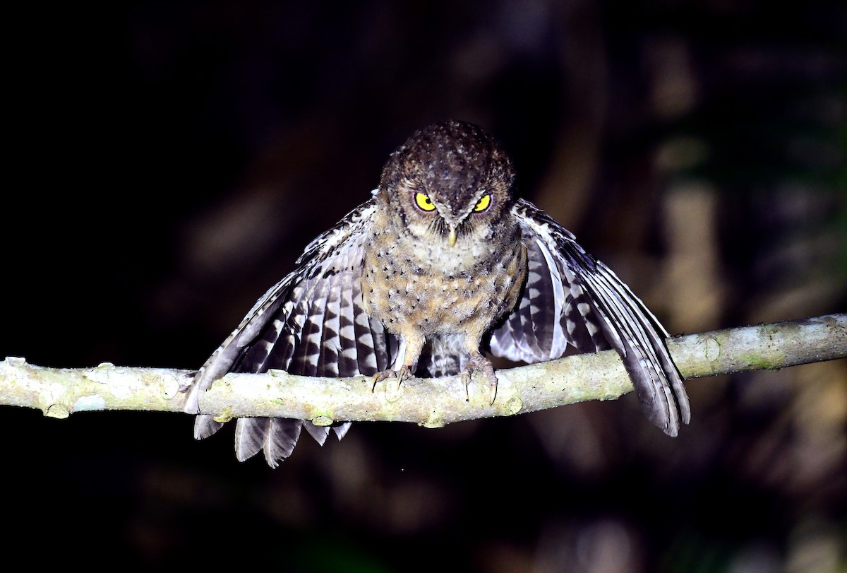 Andaman İshakkuşu - ML647296319