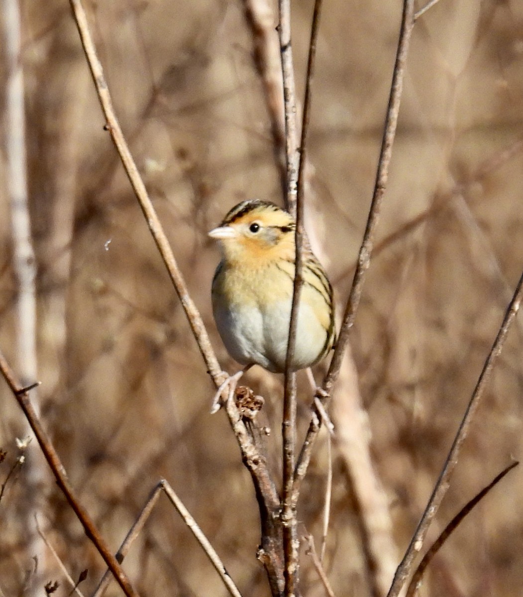 LeConte's Sparrow - ML647296323