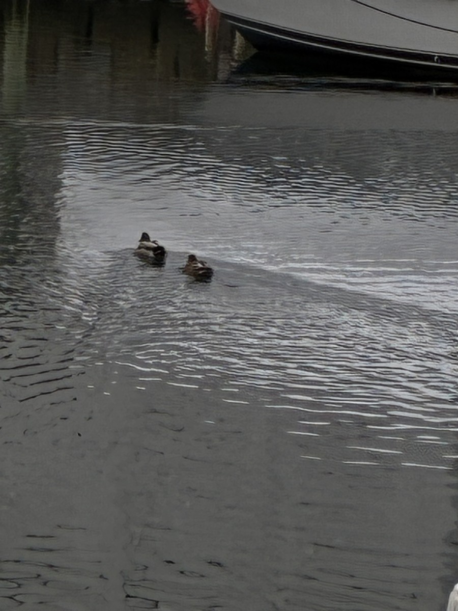 Mallard - ML647296331