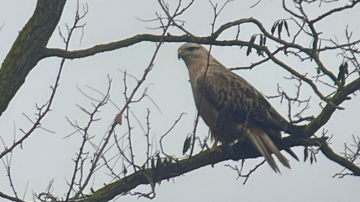 Long-legged Buzzard - ML647296345