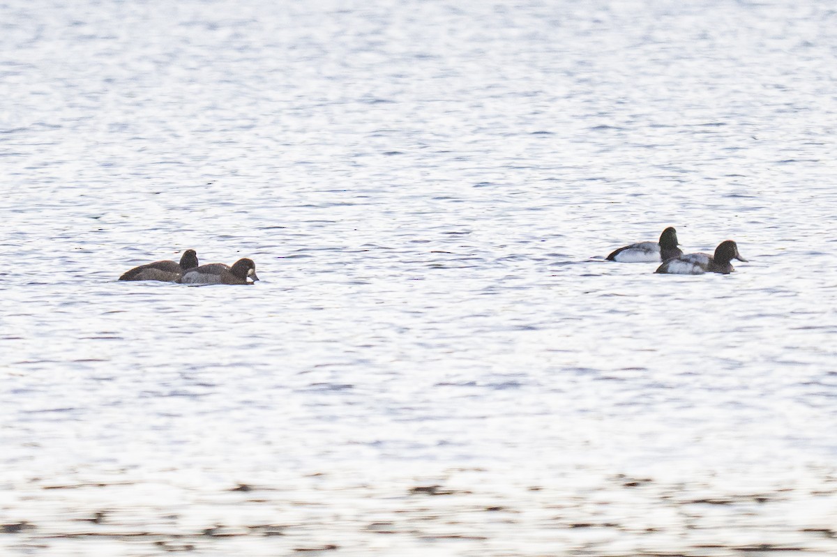 Bergente - ML647296385