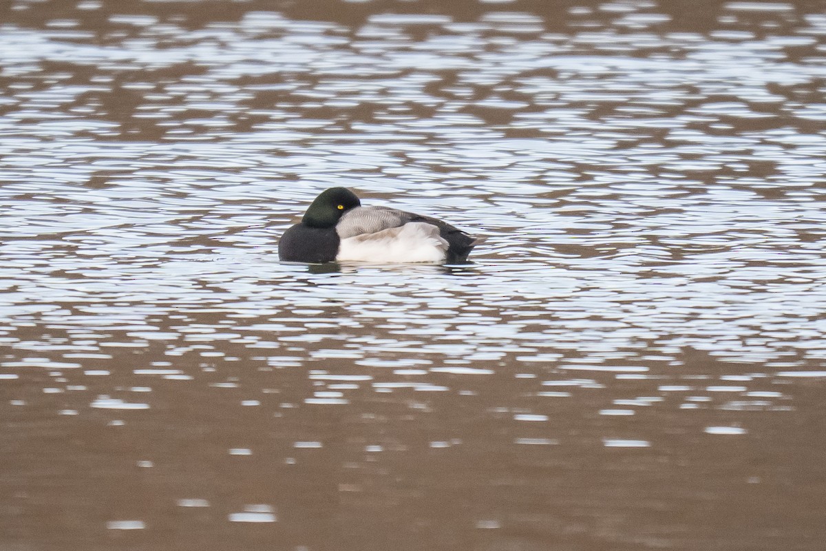 Bergente - ML647296386