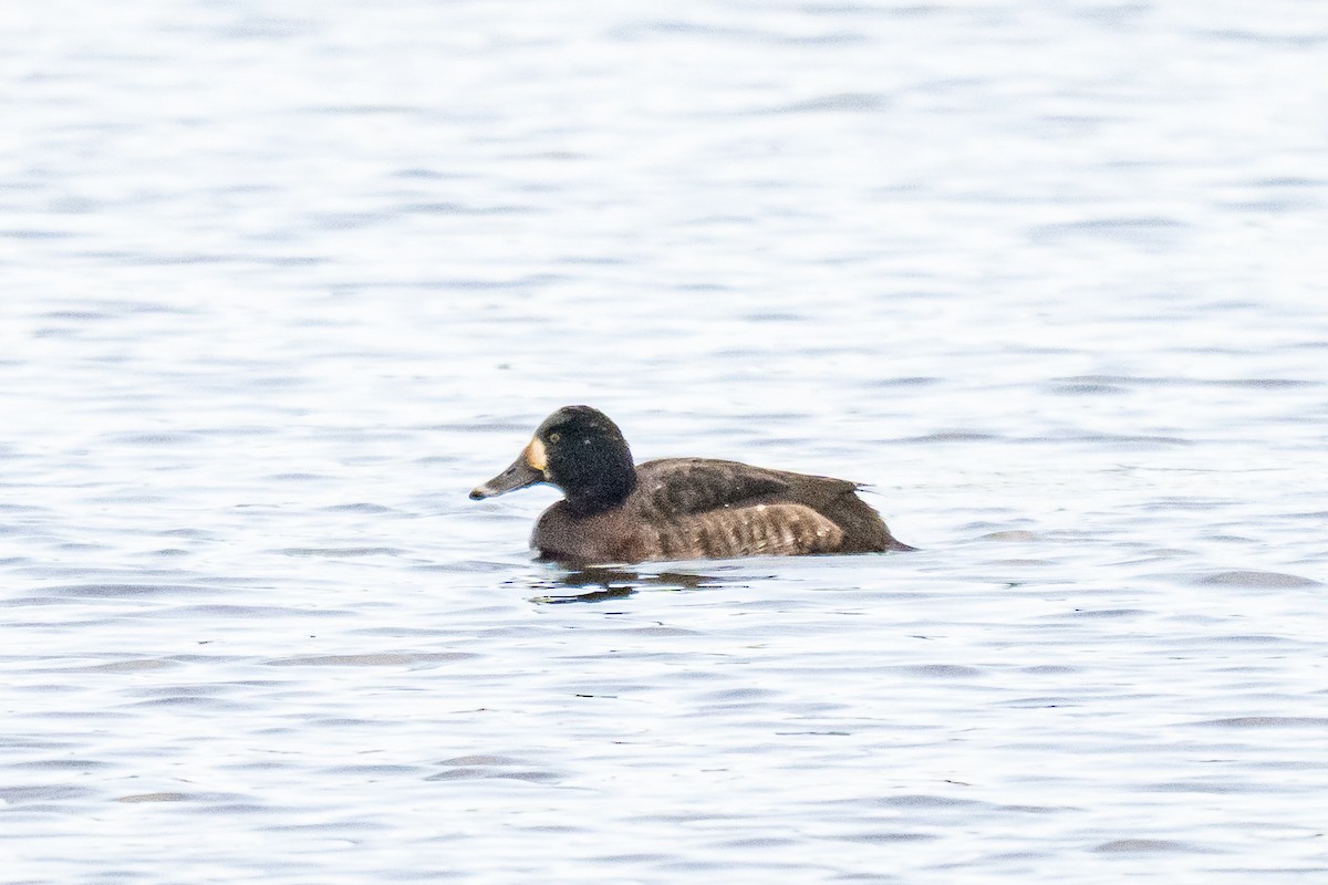 Bergente - ML647296387