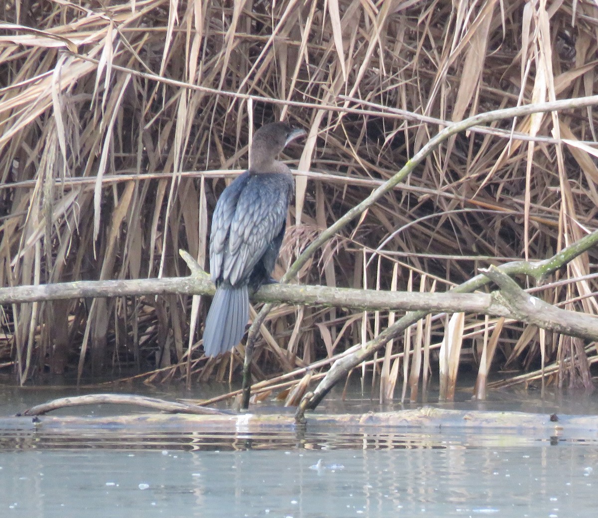 Баклан малий - ML647296420