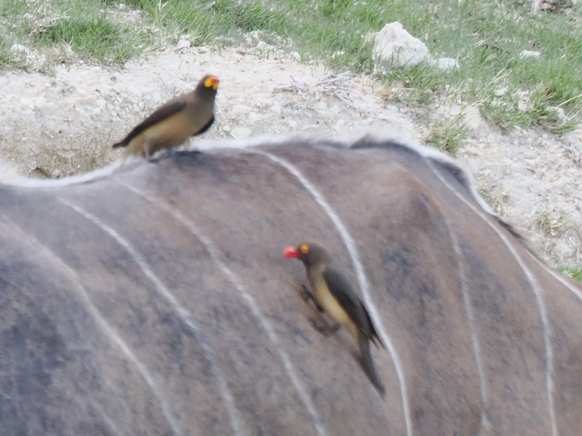 rødnebboksehakker - ML647296423