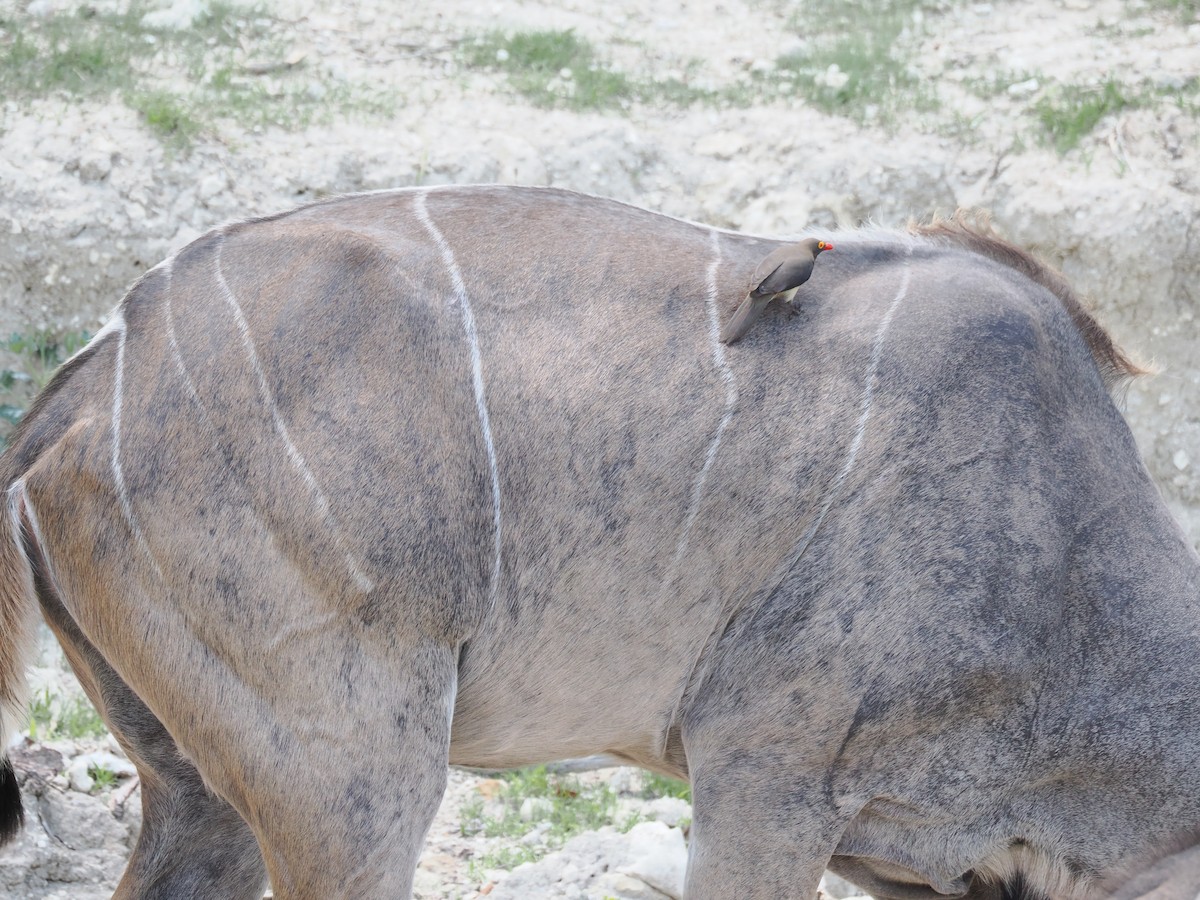 rødnebboksehakker - ML647296424