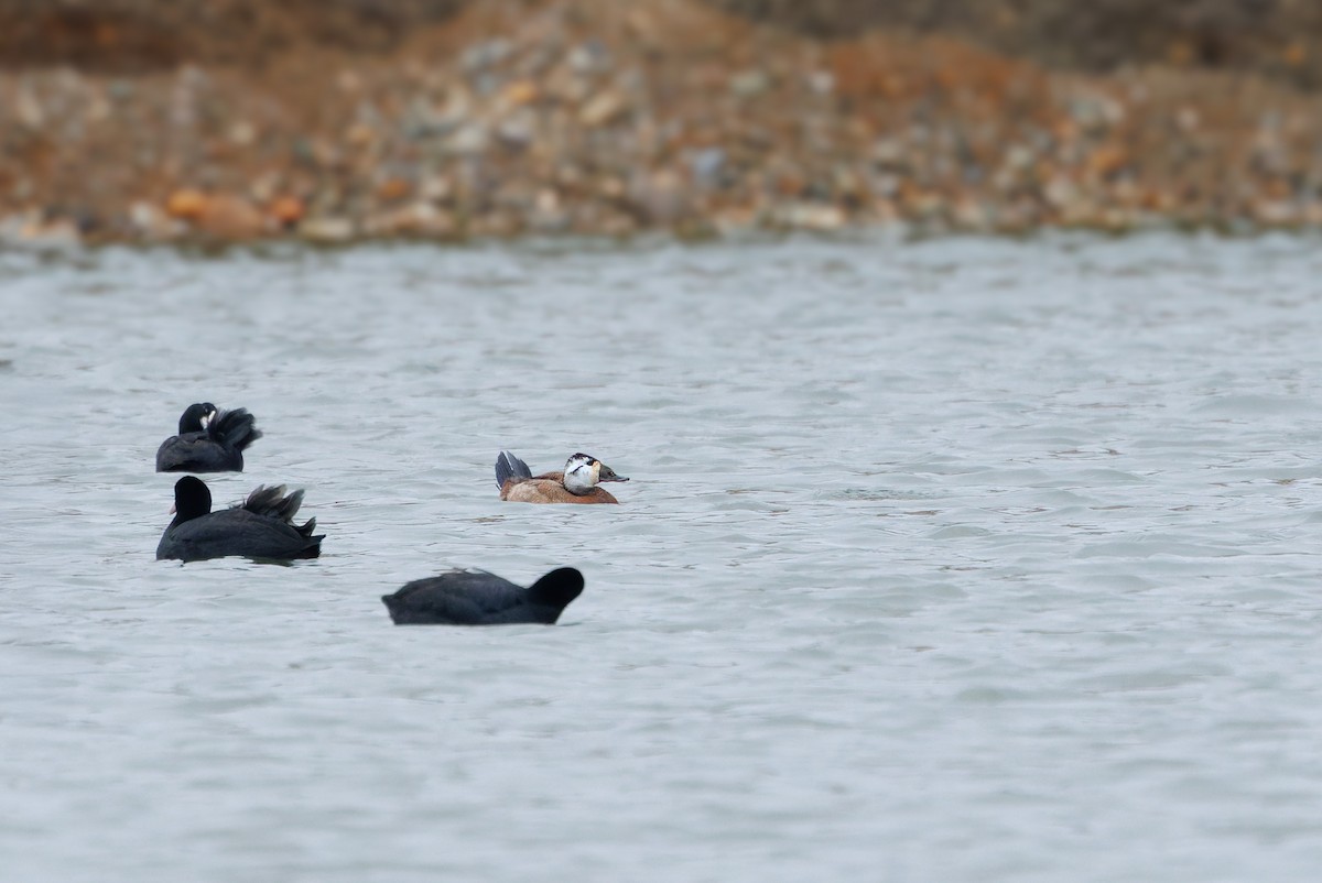 White-headed Duck - ML647296443