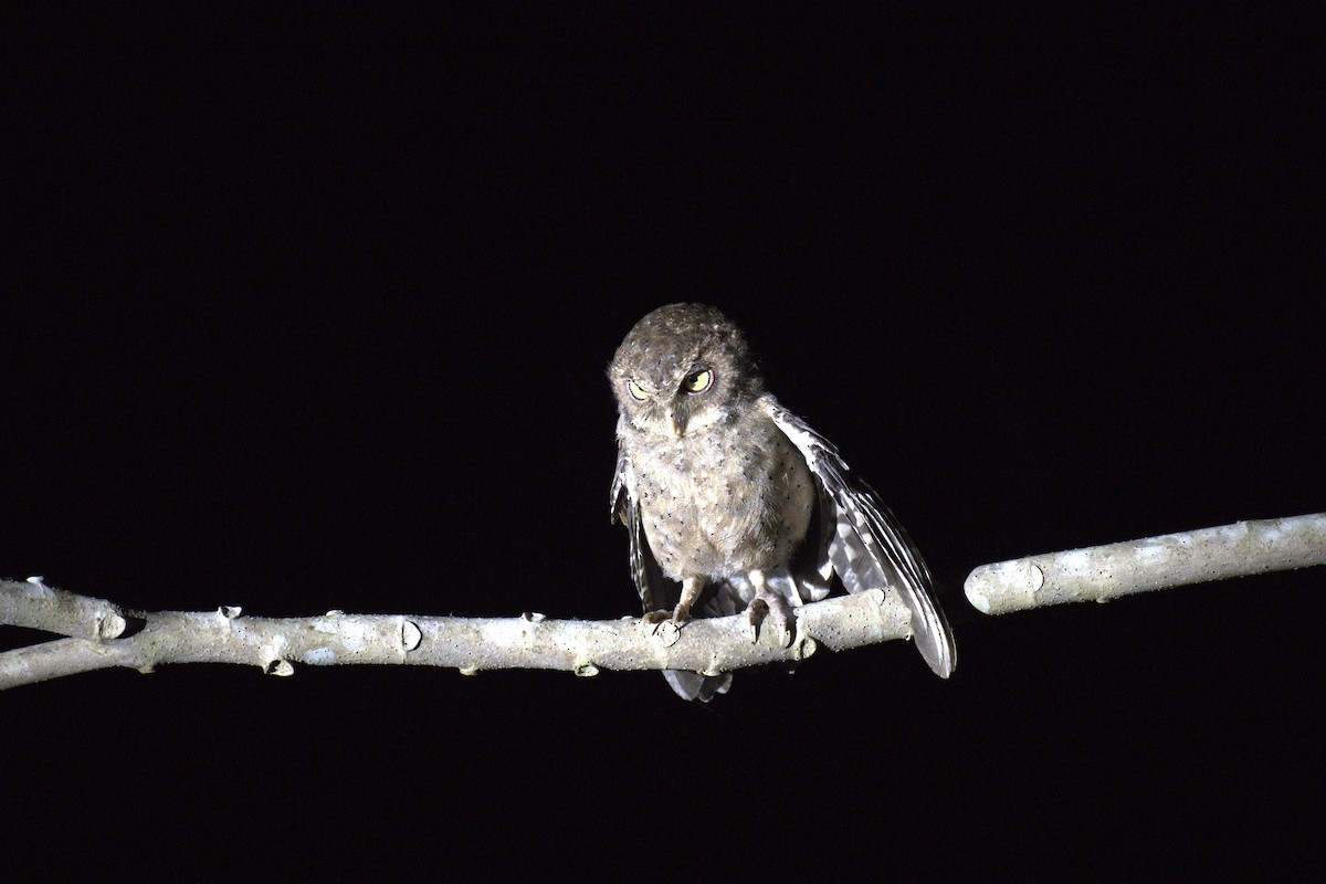 Andaman İshakkuşu - ML647296450