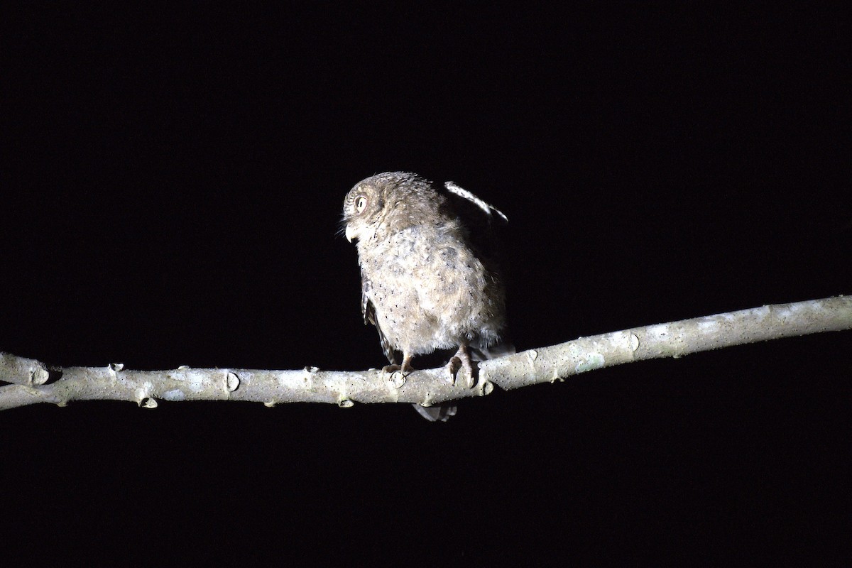 Andaman İshakkuşu - ML647296451