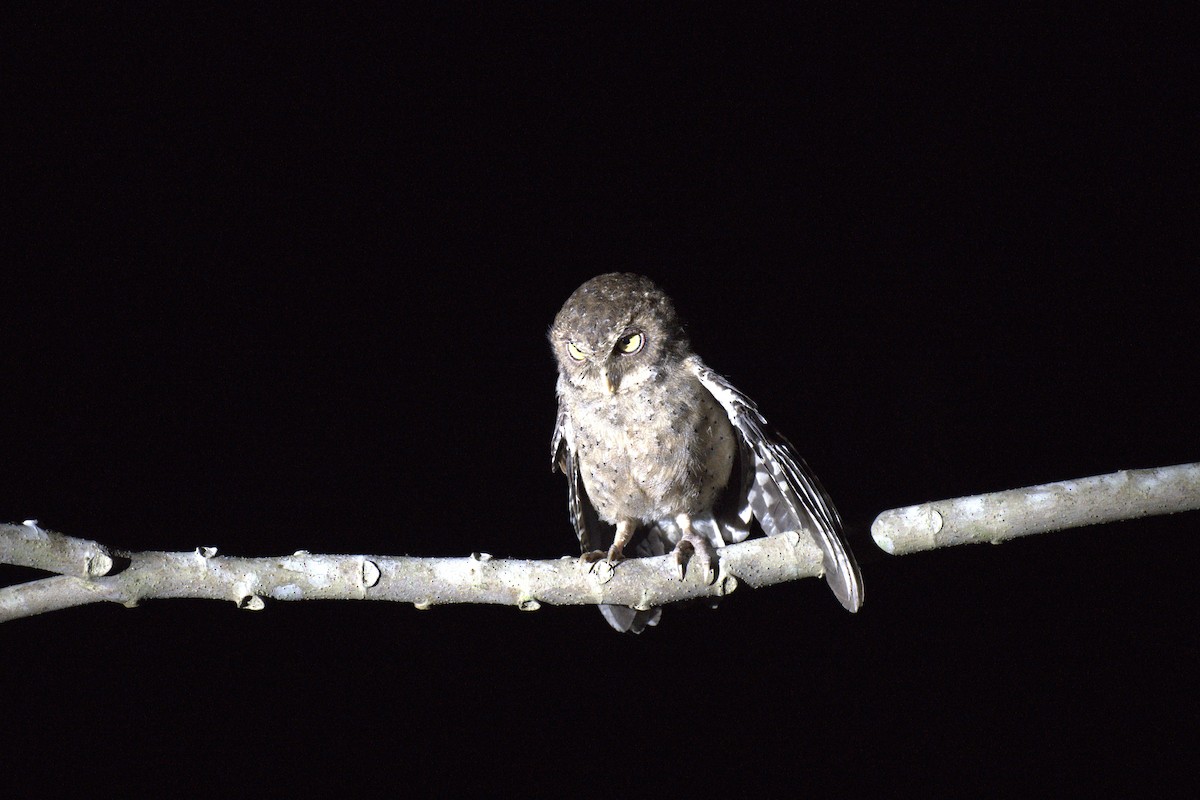 Andaman İshakkuşu - ML647296452