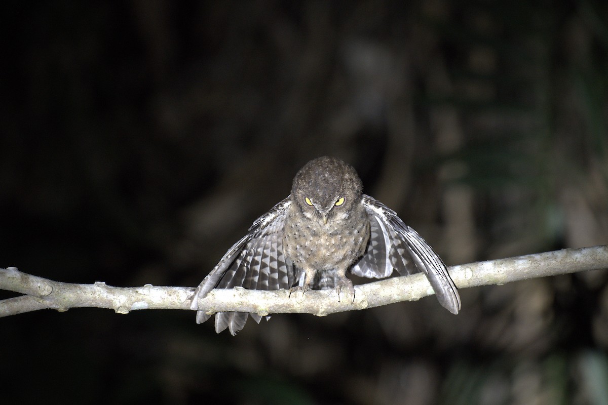 Andaman İshakkuşu - ML647296453