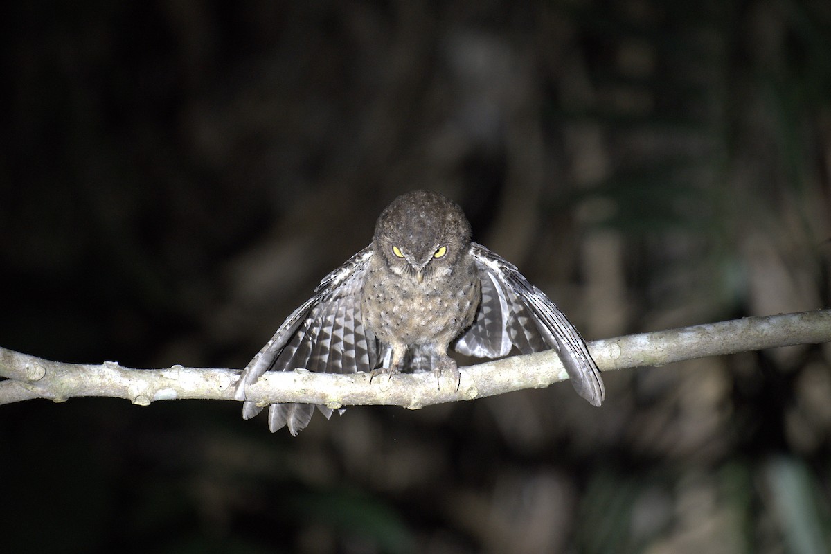 Andaman İshakkuşu - ML647296455