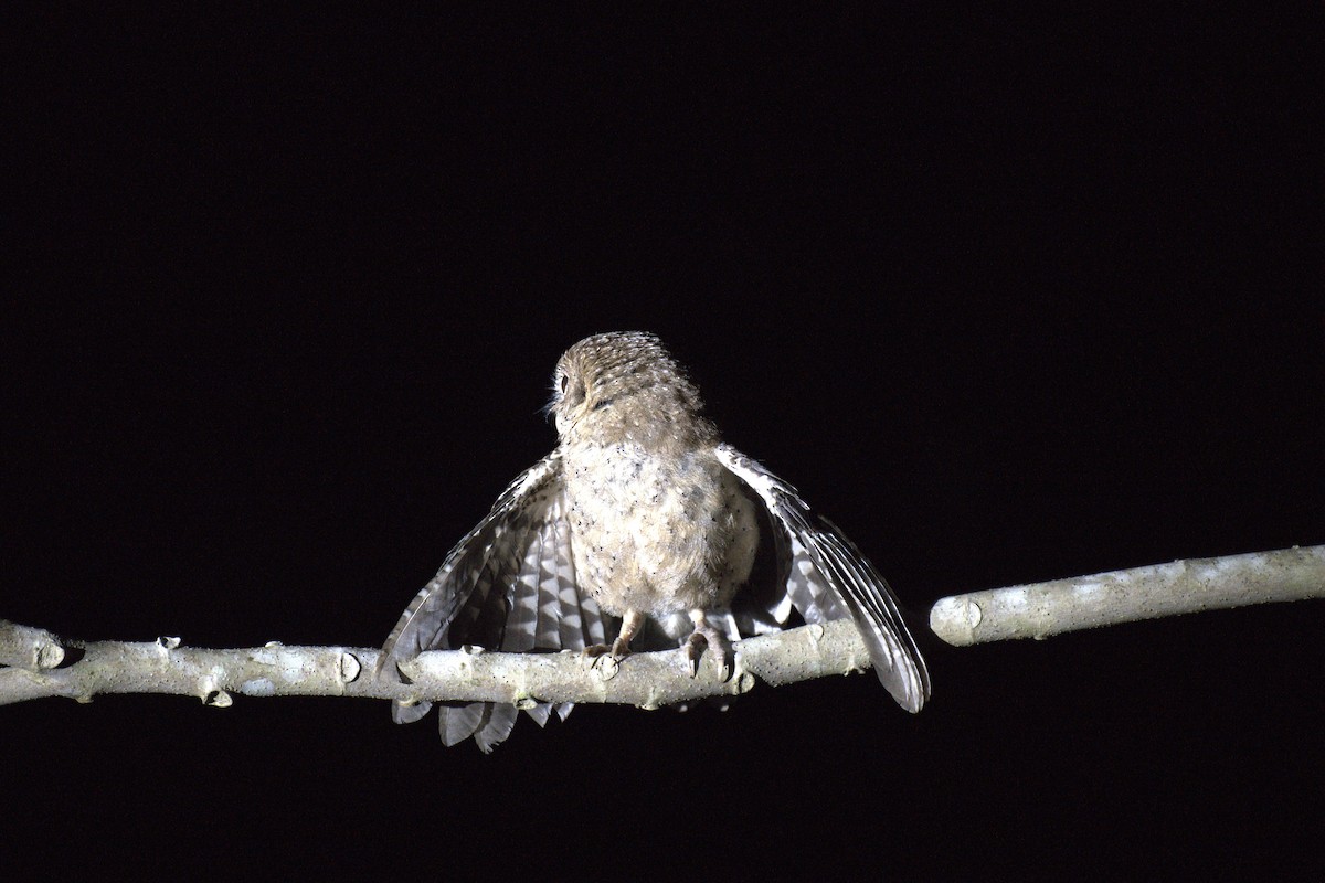 Andaman İshakkuşu - ML647296456