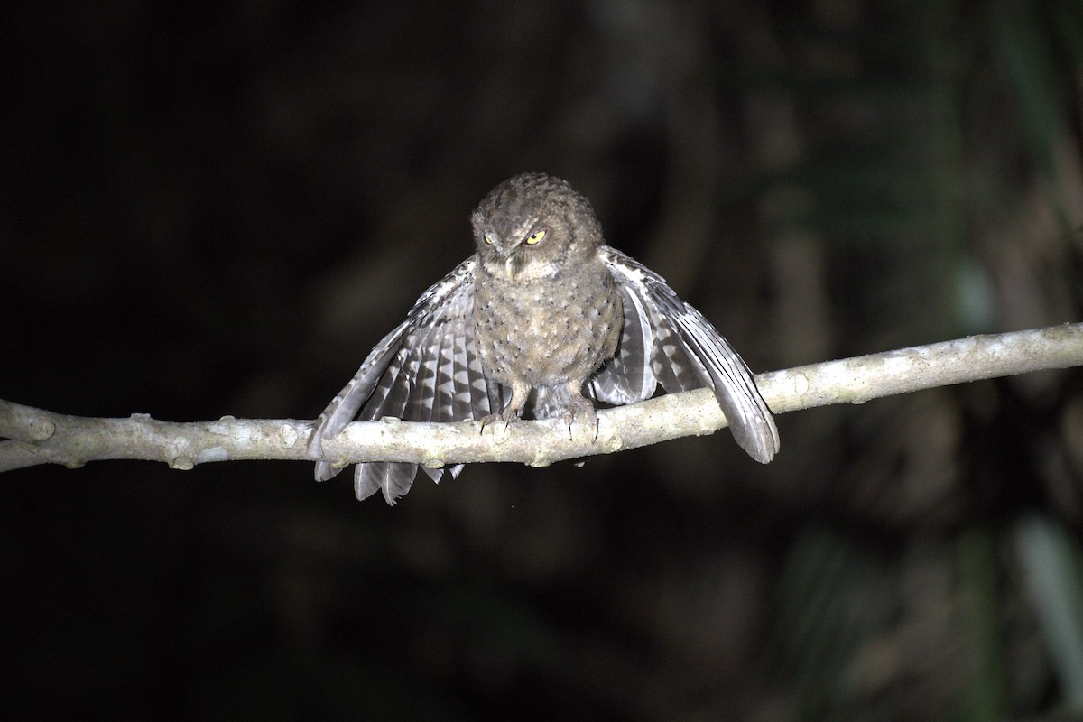 Andaman İshakkuşu - ML647296457