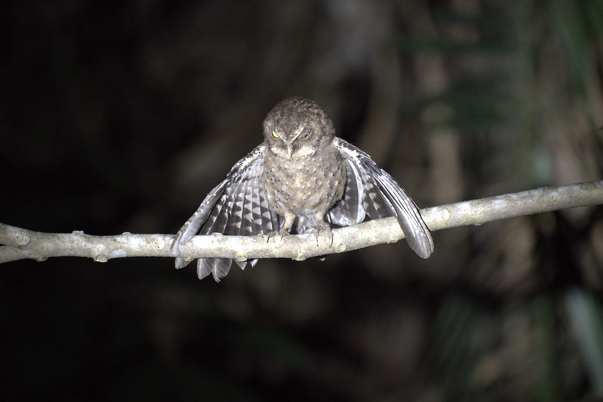 Andaman İshakkuşu - ML647296458