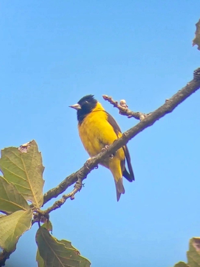 Black-headed Siskin - ML647296493