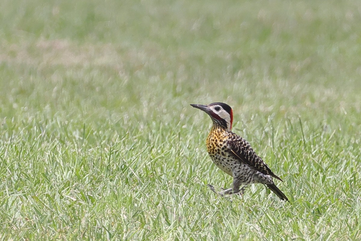 Green-barred Woodpecker - ML647296496