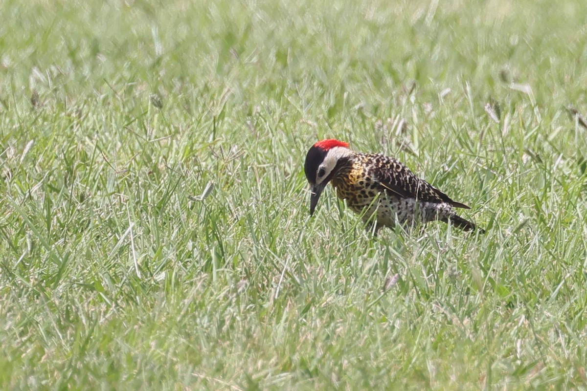 Green-barred Woodpecker - ML647296498