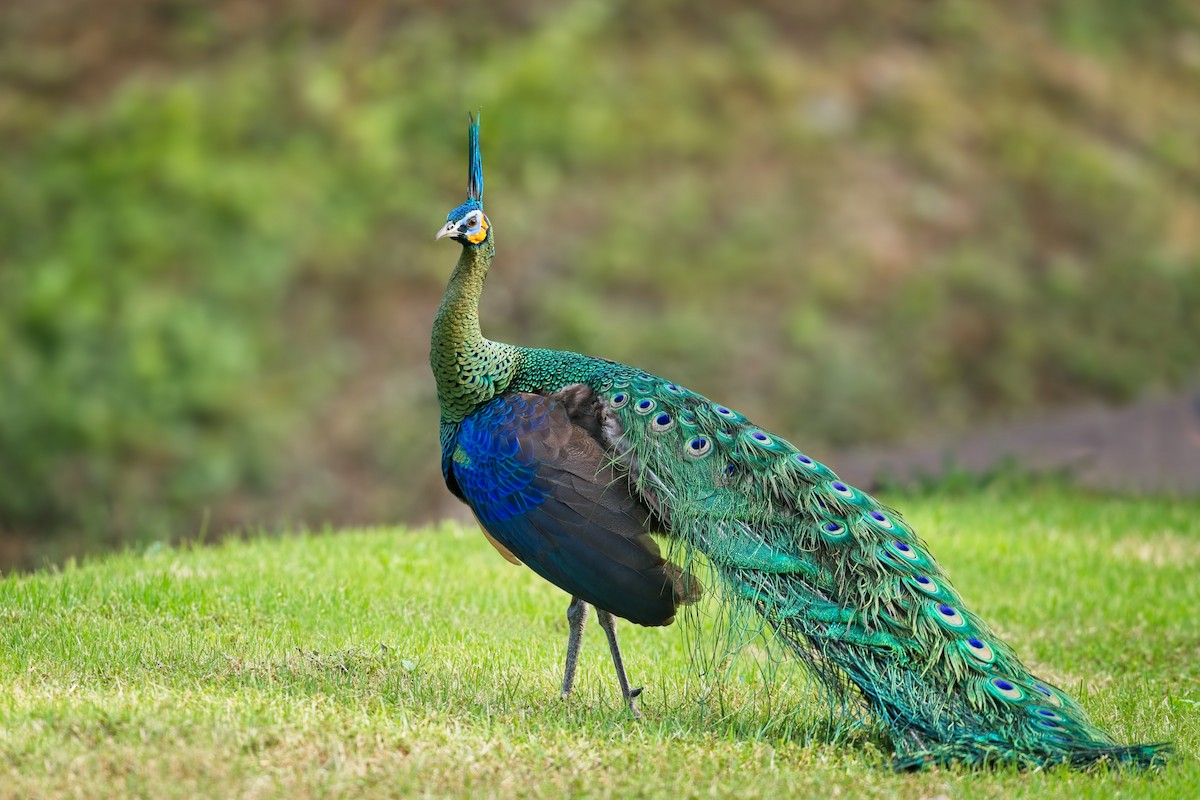 Павич синьокрилий - ML647296505