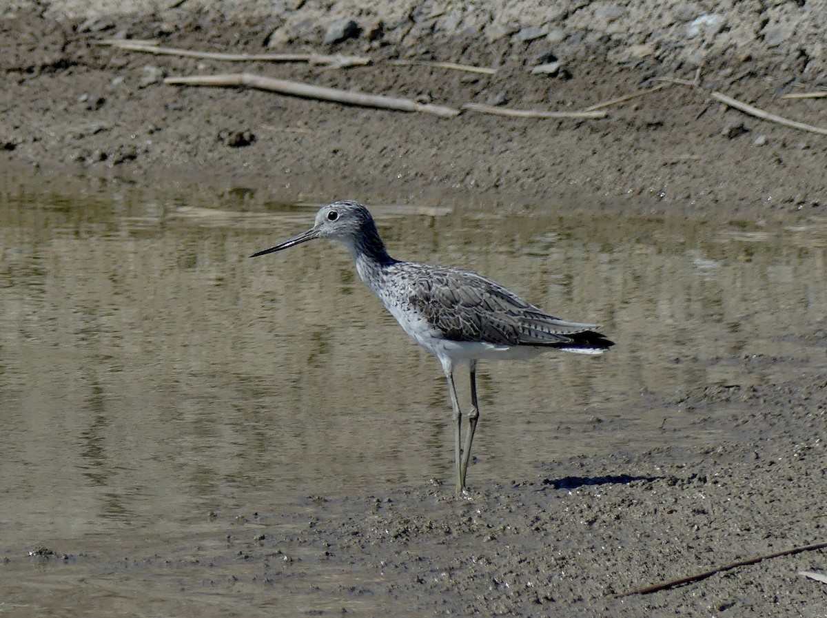 Common Greenshank - ML647296511