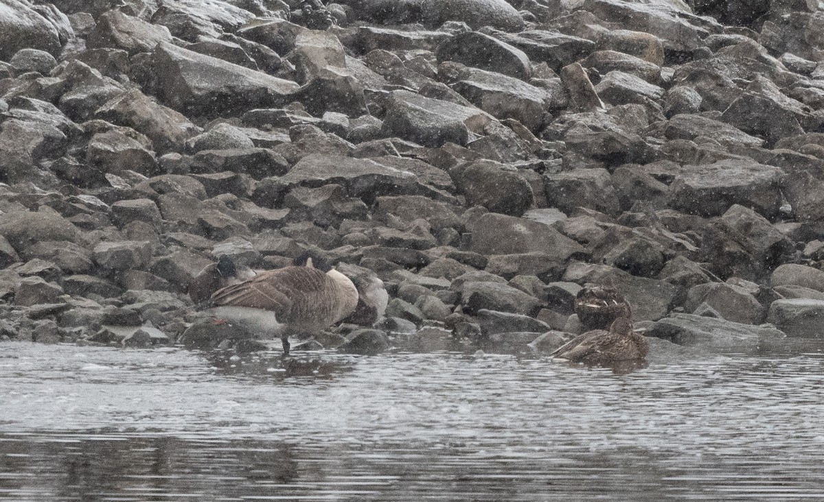 カナダガン - ML647296514