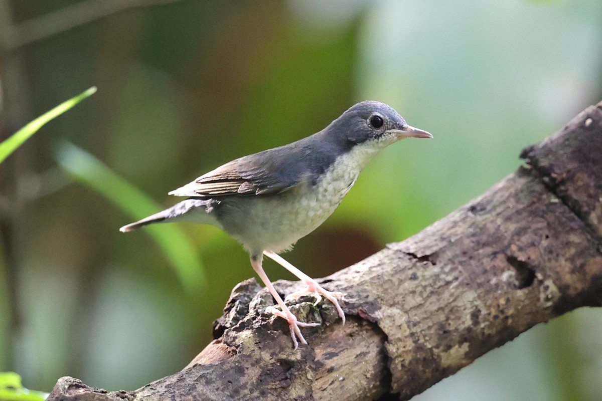 Siberian Blue Robin - ML647296516