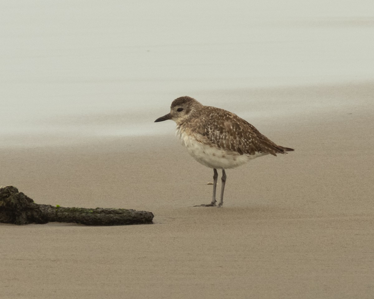 ダイゼン - ML647296521