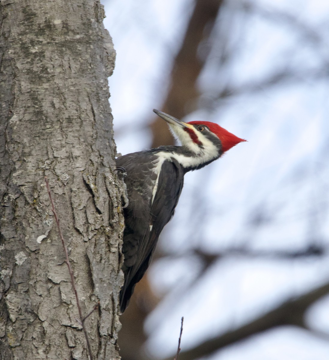 エボシクマゲラ - ML647296524