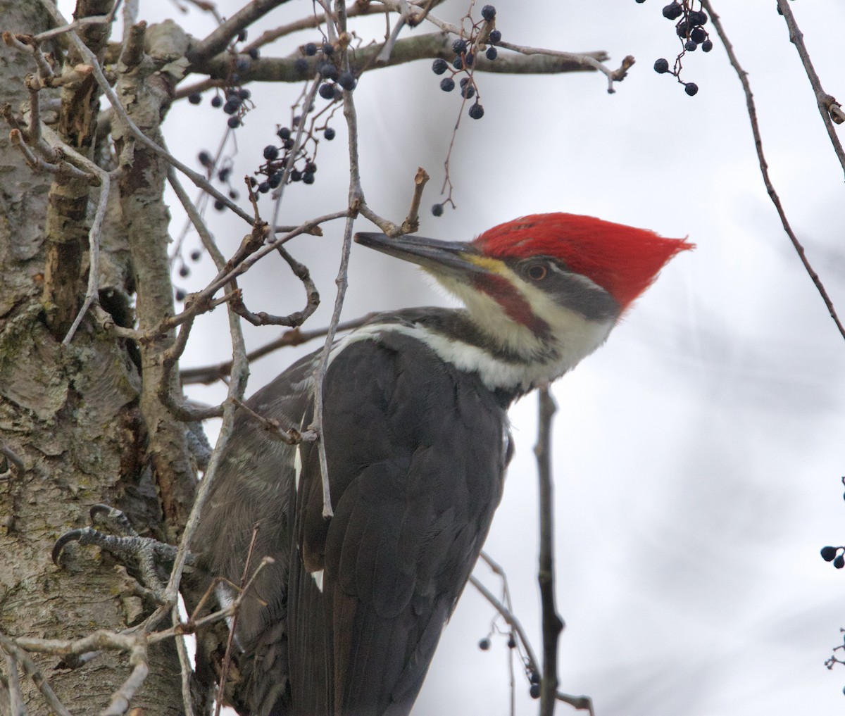 エボシクマゲラ - ML647296525