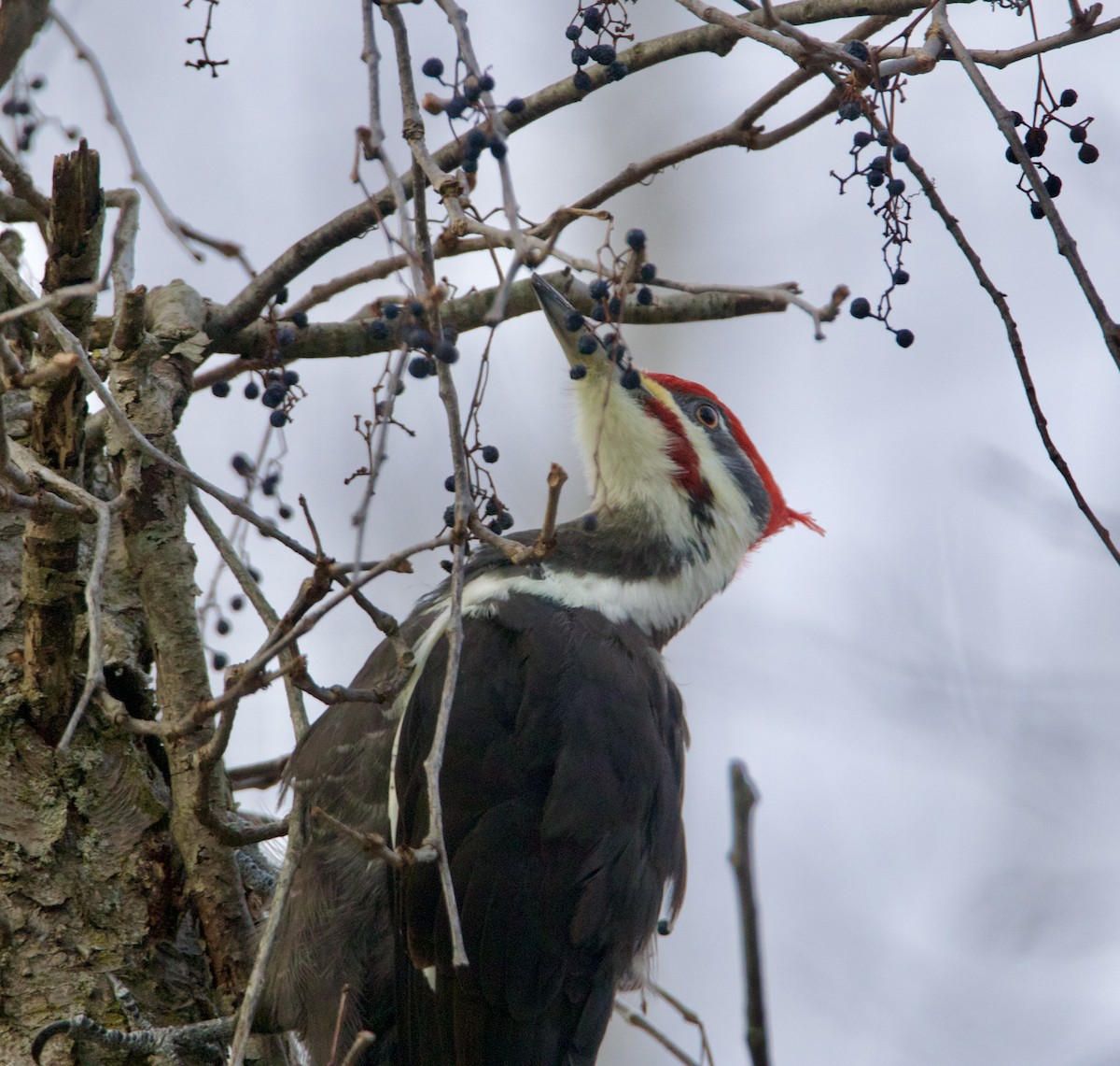 エボシクマゲラ - ML647296526