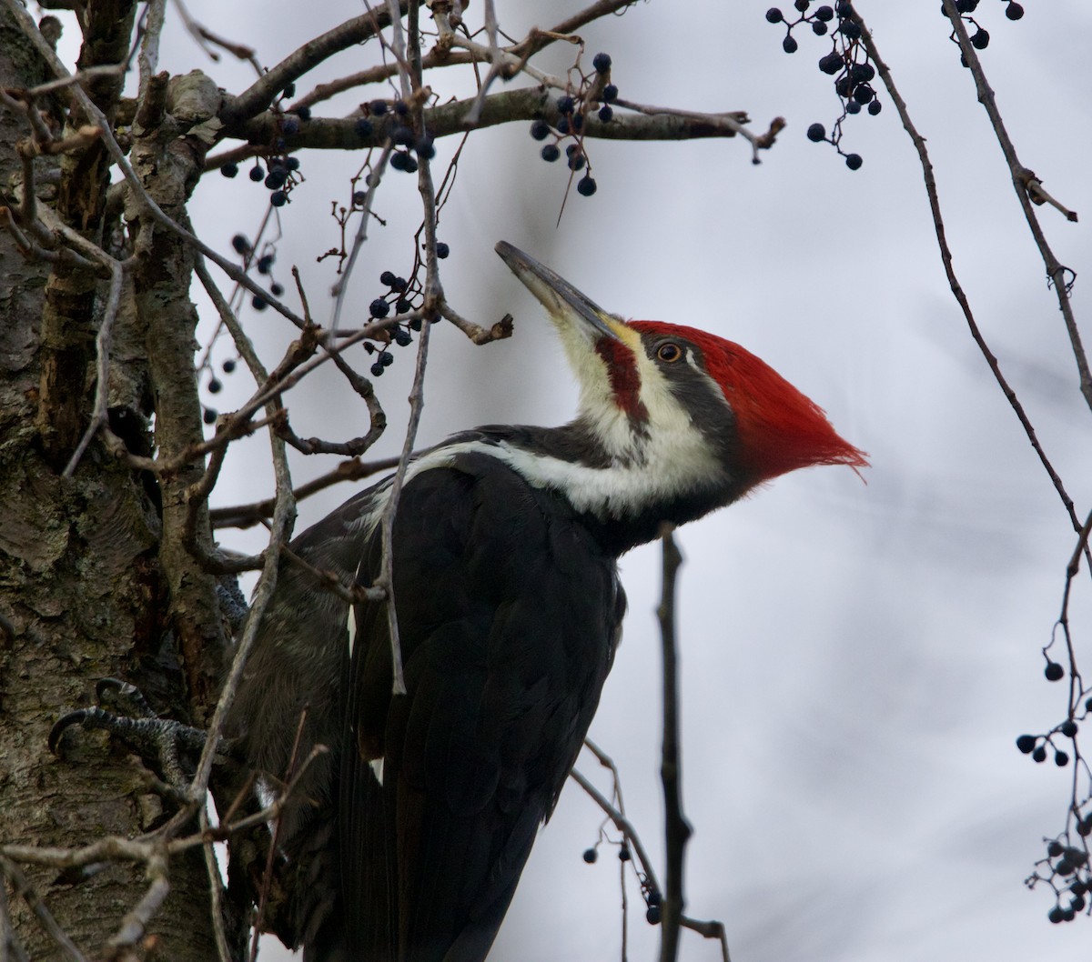 エボシクマゲラ - ML647296527