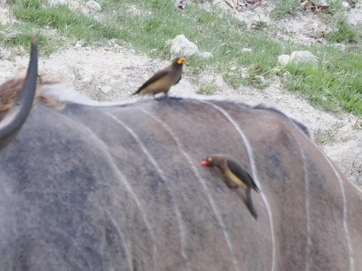 Sarı Gagalı Kenekuşu - ML647296529