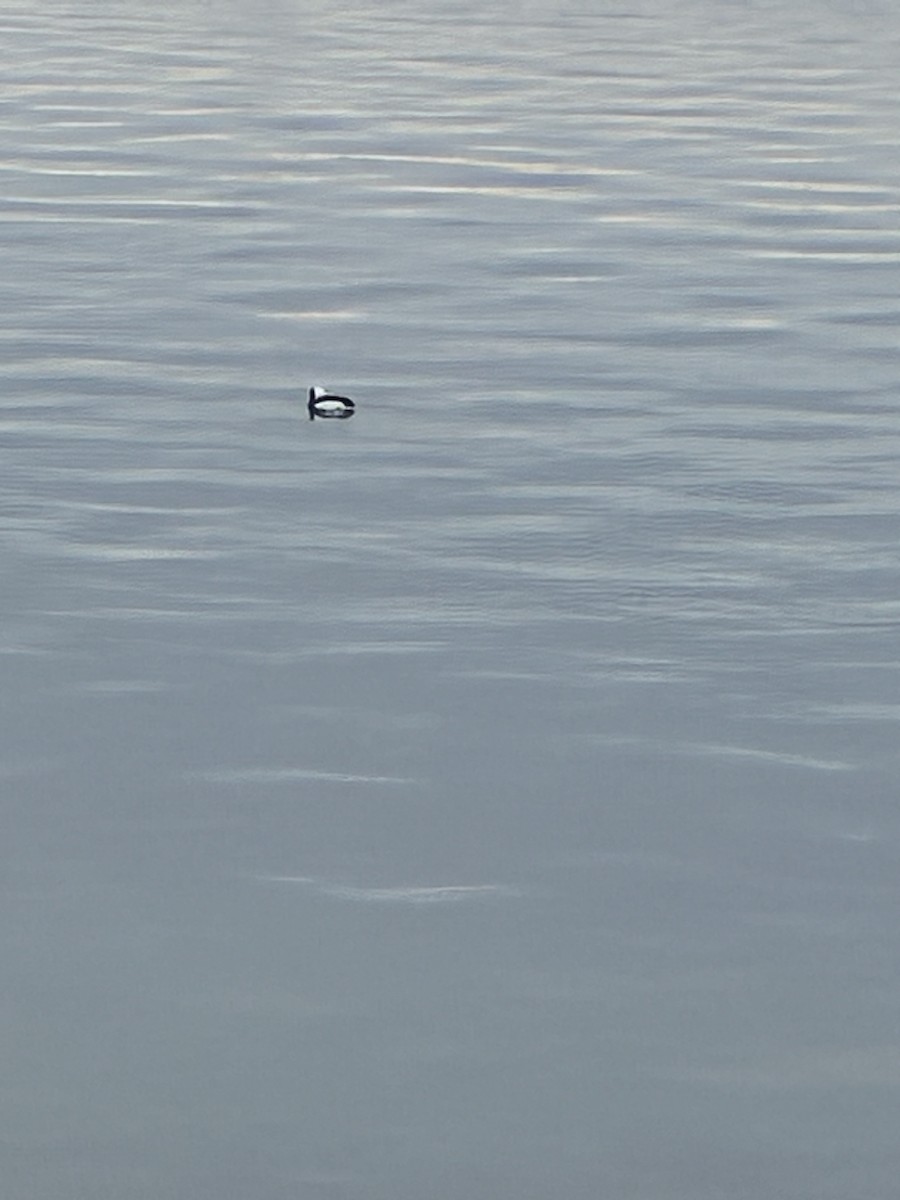 Bufflehead - ML647296536