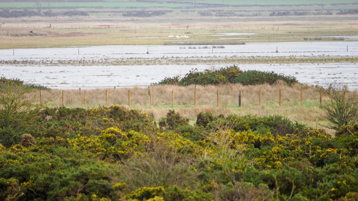 Сивка звичайна - ML647296579