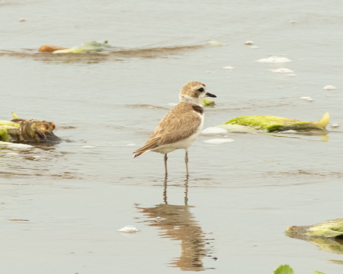 Snowy Plover - ML647296587