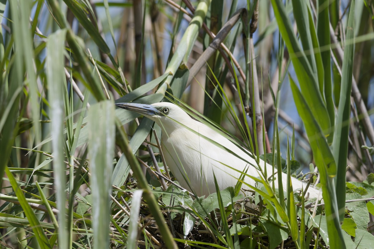 Чапля синьодзьоба - ML647296591