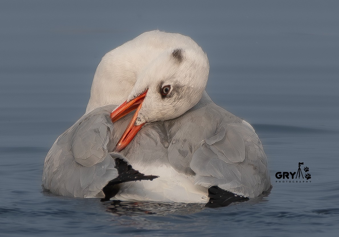 Буроголовая чайка - ML647296611