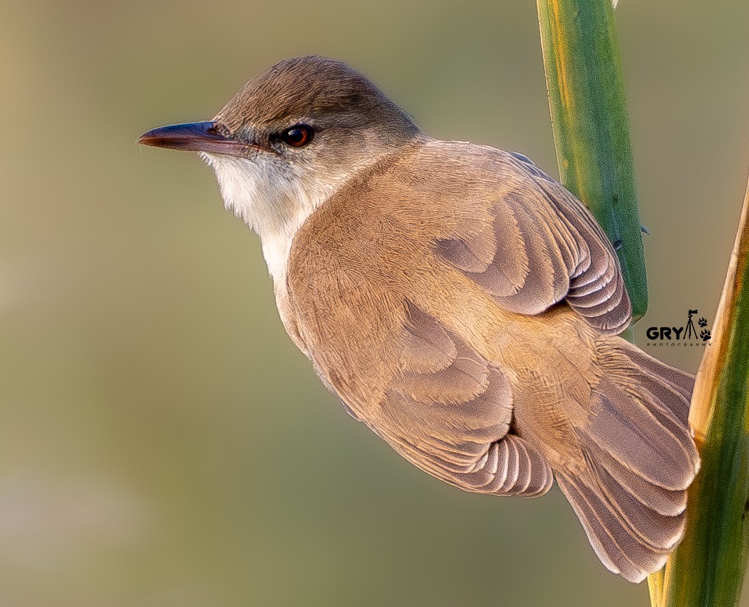 Clamorous Reed Warbler - ML647296617